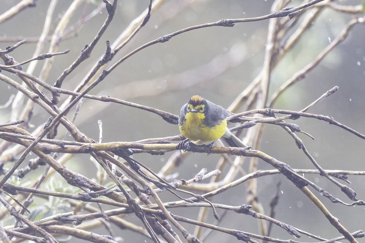 Spectacled Redstart - ML646916292