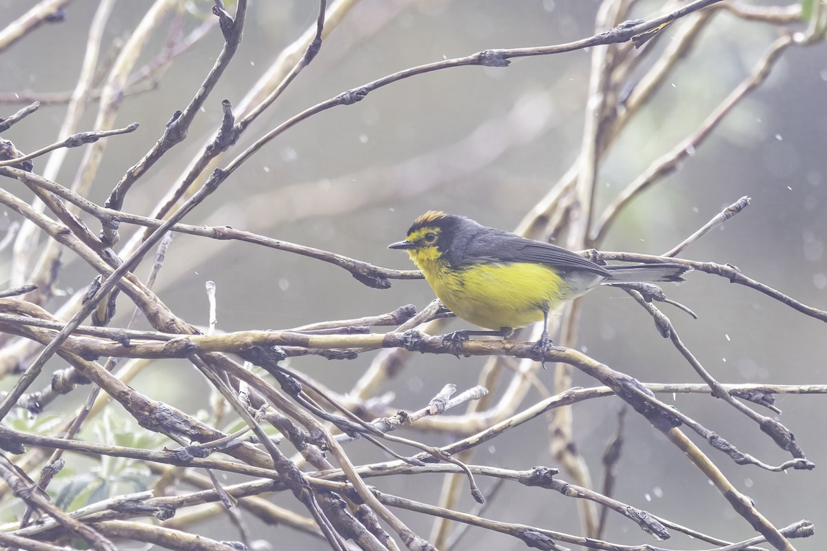 Spectacled Redstart - ML646916293