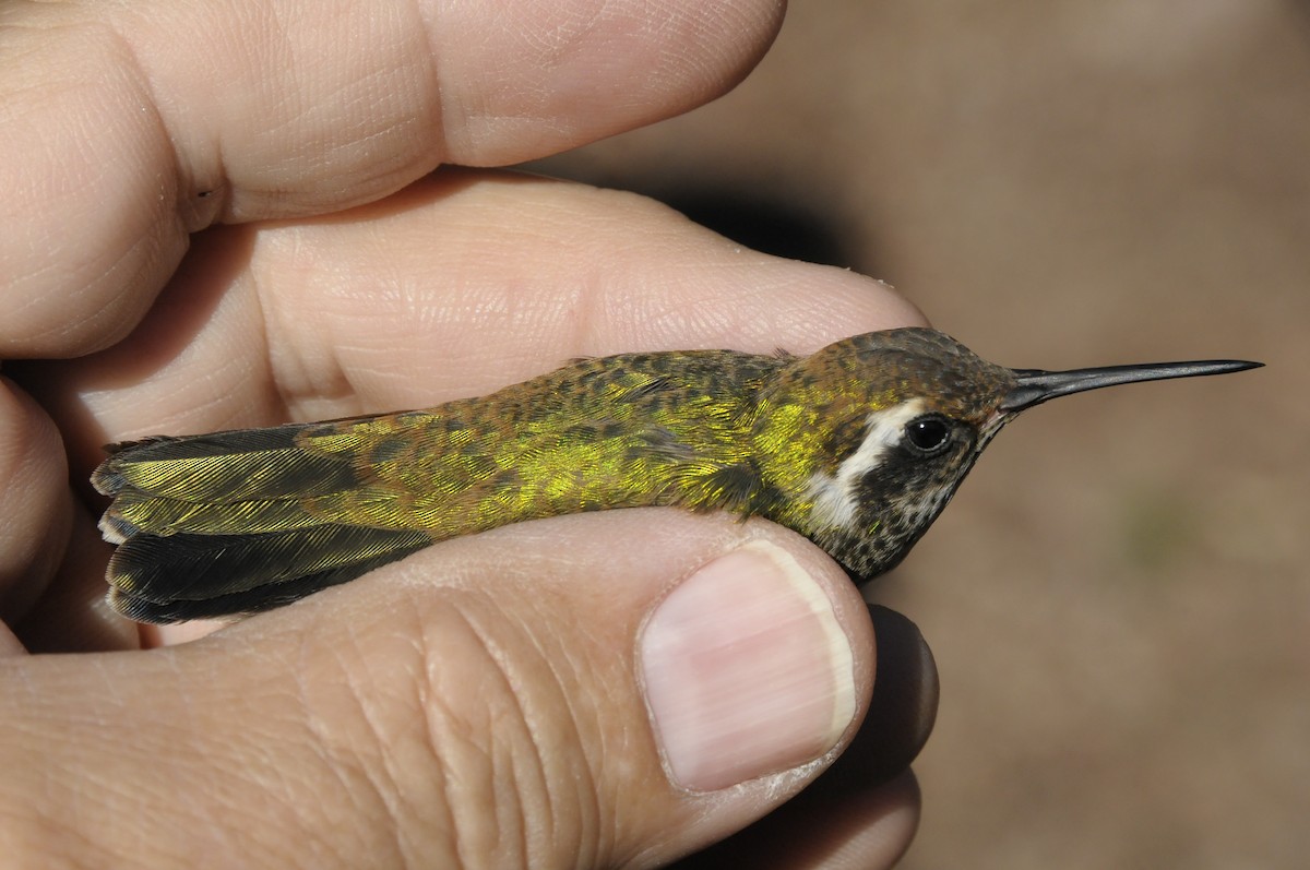 White-eared Hummingbird - ML646916297