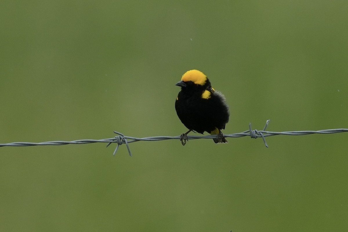Yellow-crowned Bishop - ML646916300