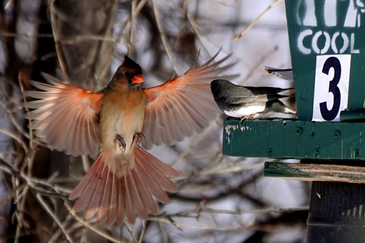 Kardinal arrunta - ML646916306