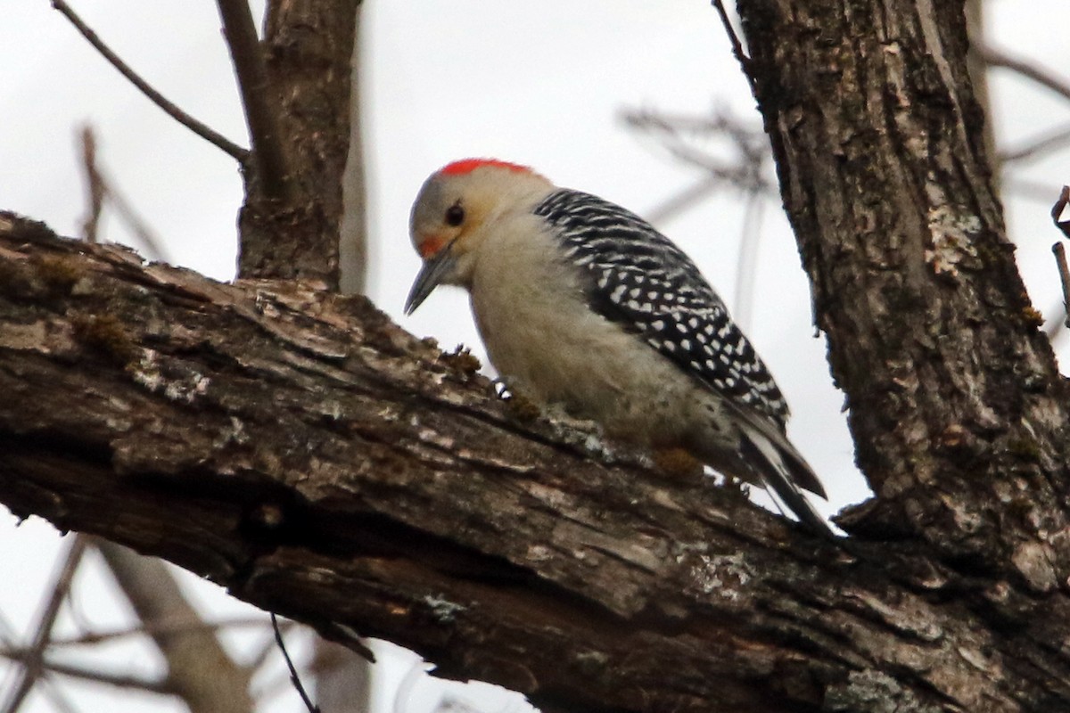Red-bellied Woodpecker - ML646916315