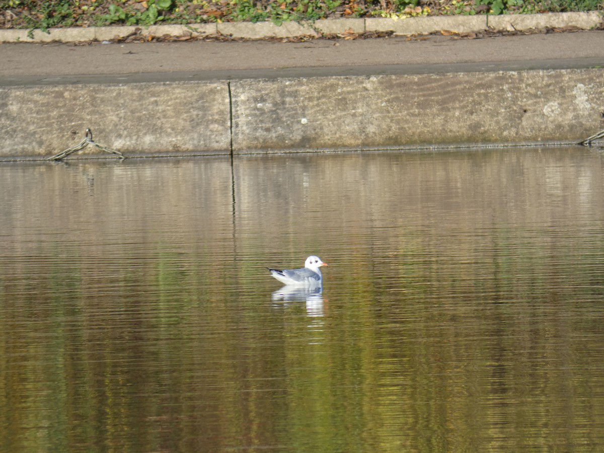 Black-headed Gull - ML646916320