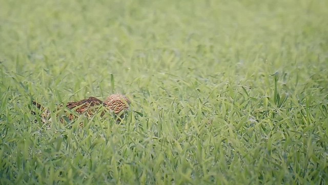 Little Bustard - ML646916321