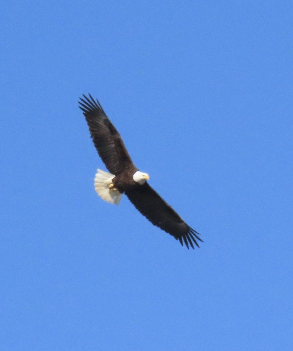 Bald Eagle - ML646916324