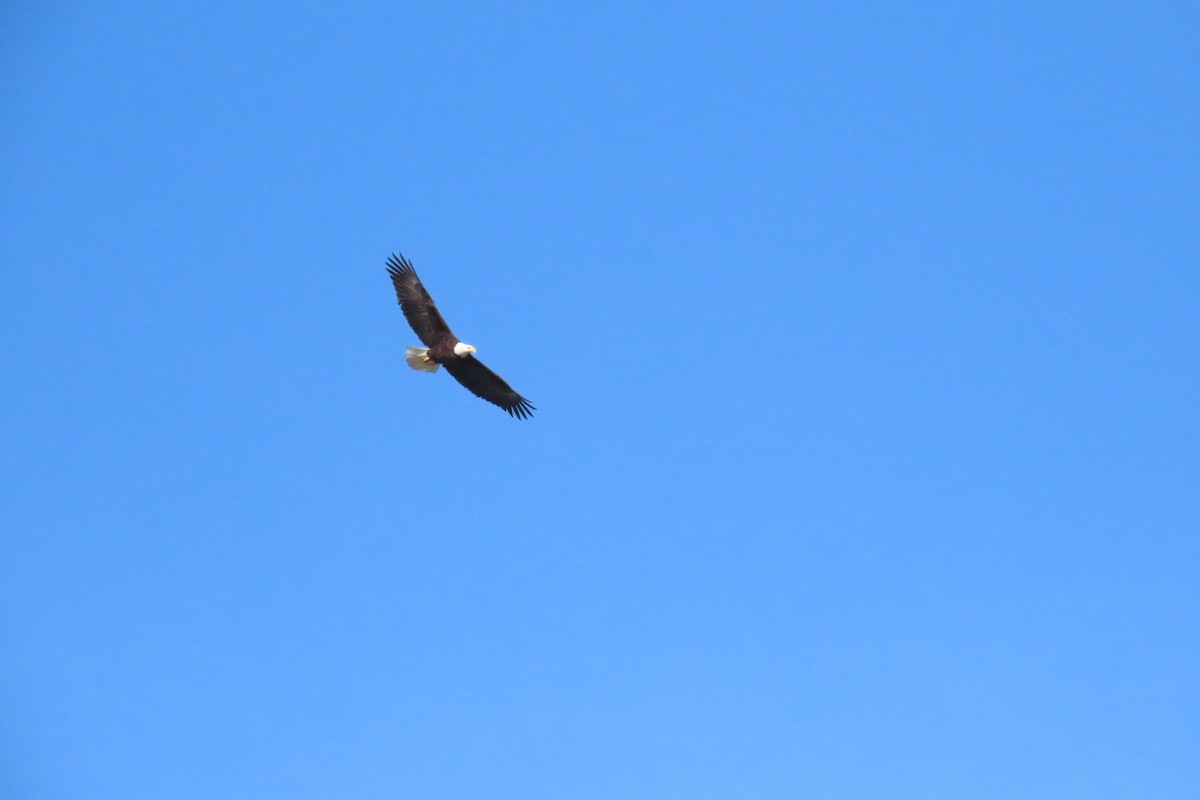 Bald Eagle - ML646916325