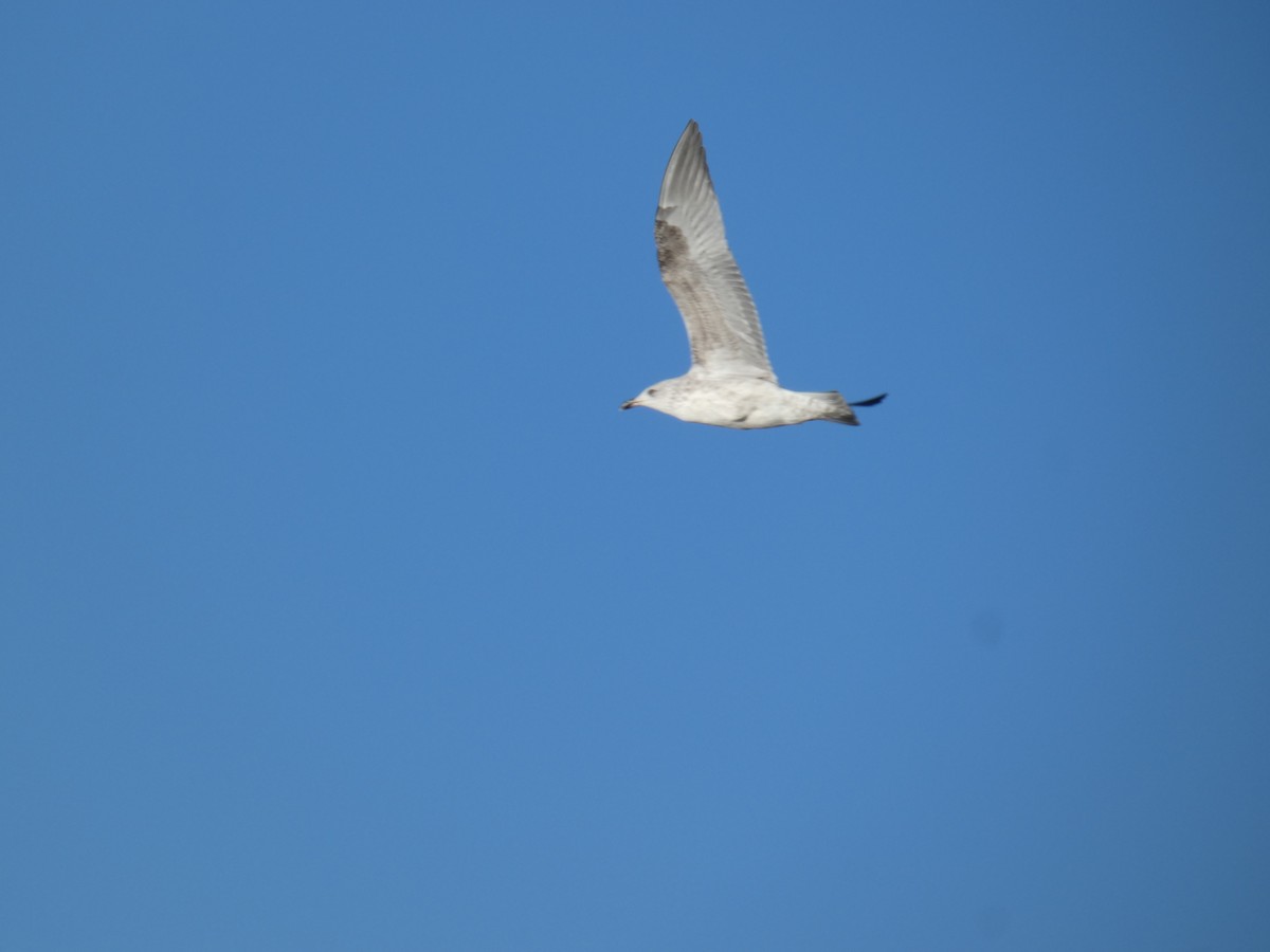 European Herring Gull - ML646916327