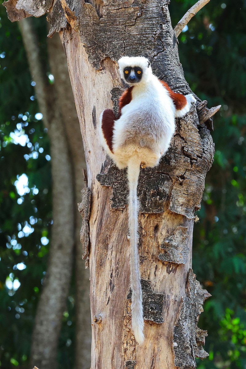 Coquerel's Sifaka - ML646916328