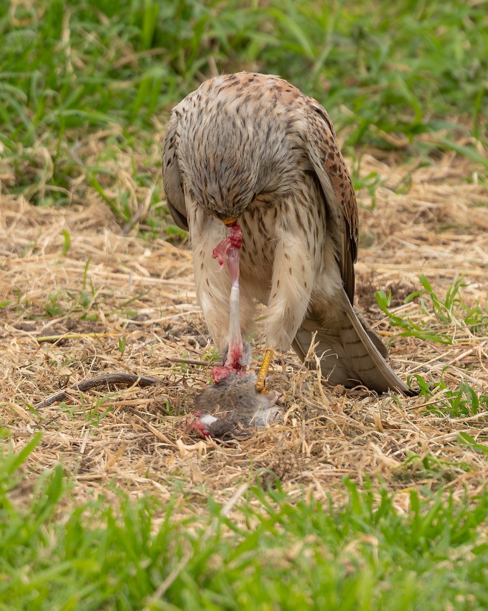 Eurasian Kestrel - ML646916329