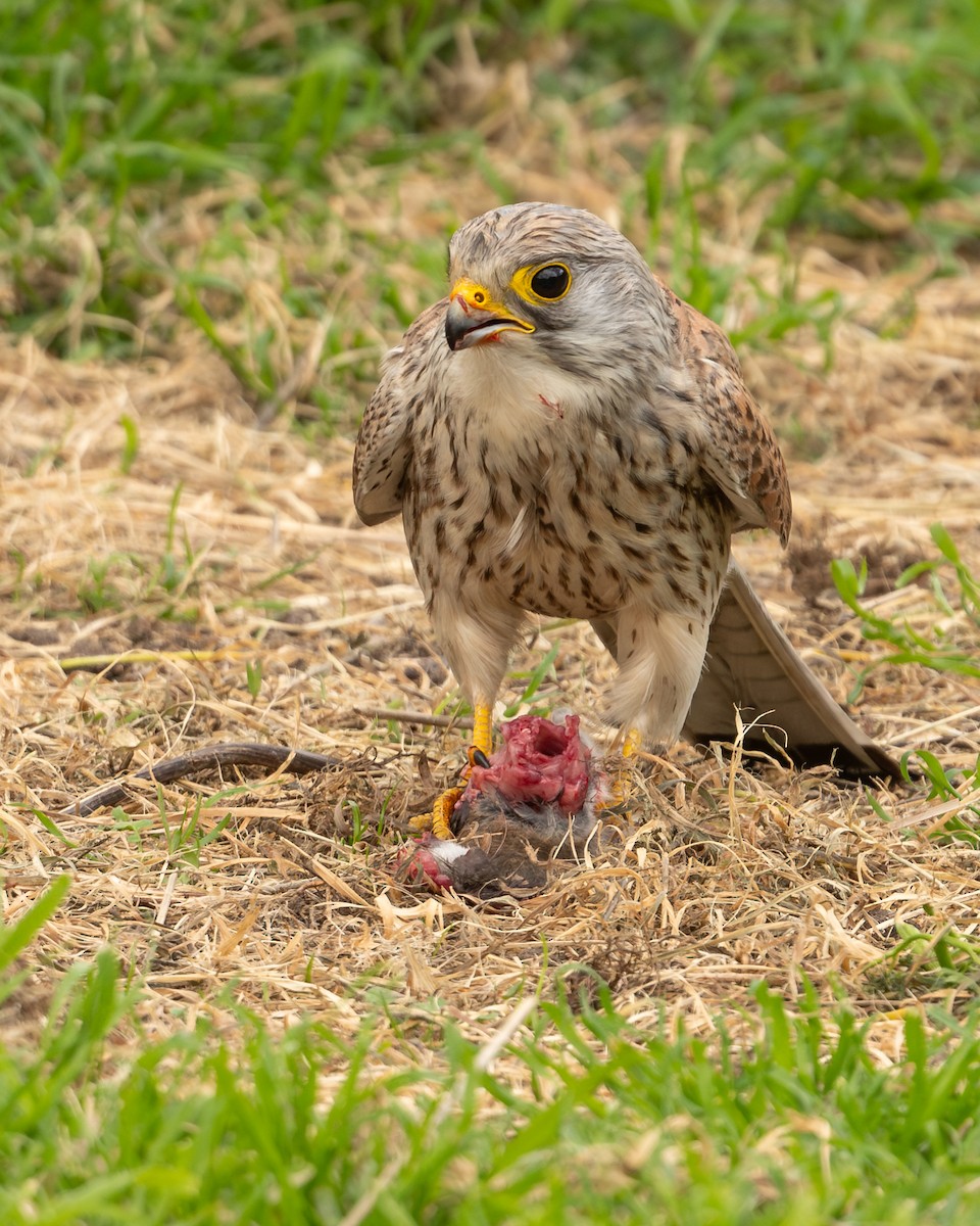 Eurasian Kestrel - ML646916330