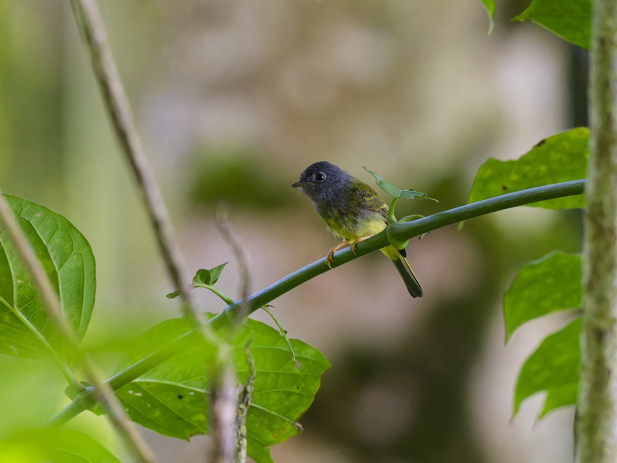 Gray-headed Canary-Flycatcher - ML646916331