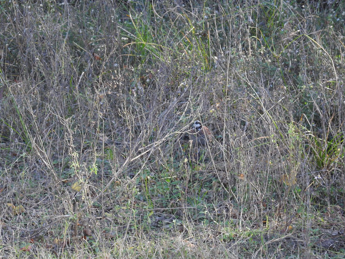 Northern Bobwhite - ML646916334