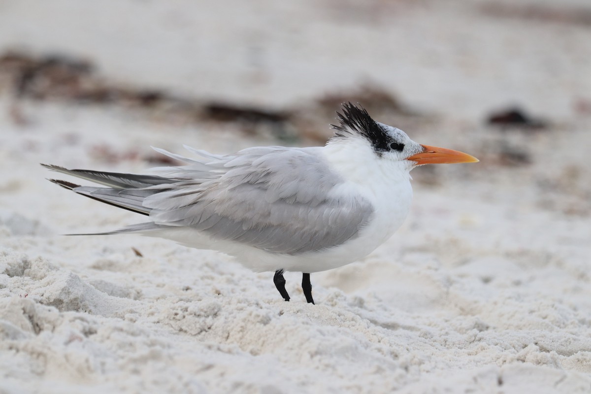 アメリカオオアジサシ - ML646916335