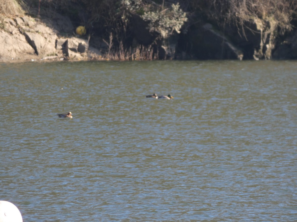 Eurasian Wigeon - ML646916336