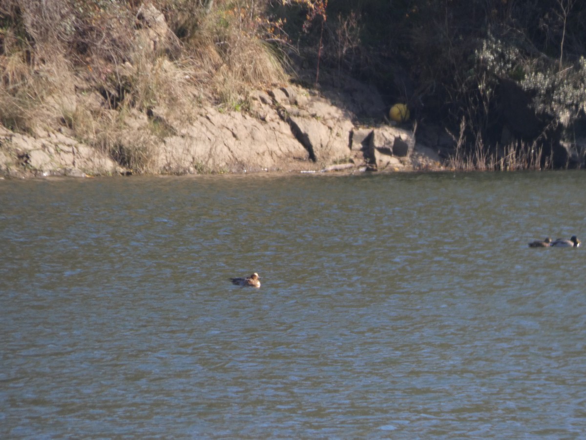 Eurasian Wigeon - ML646916337