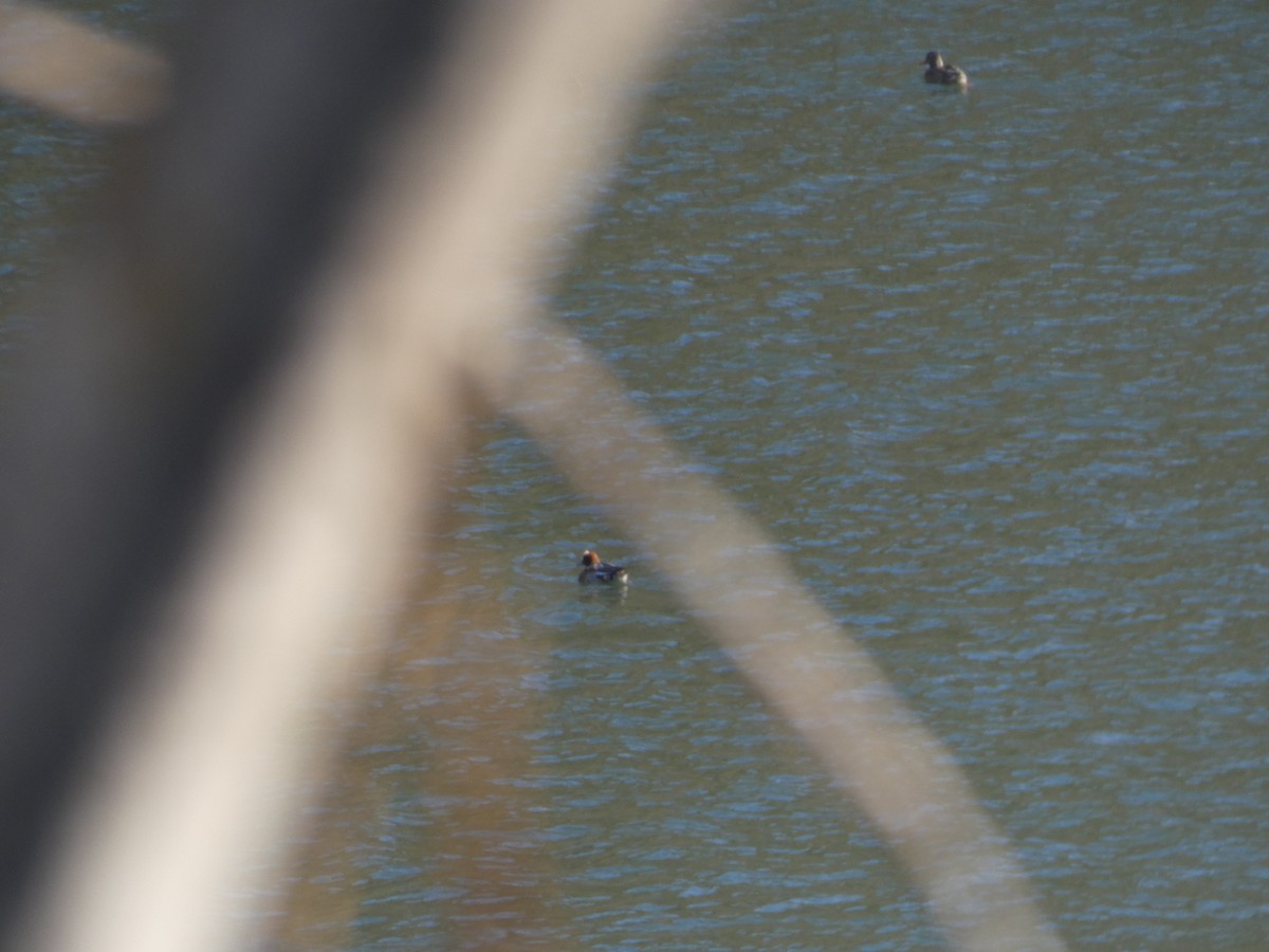 Eurasian Wigeon - ML646916338