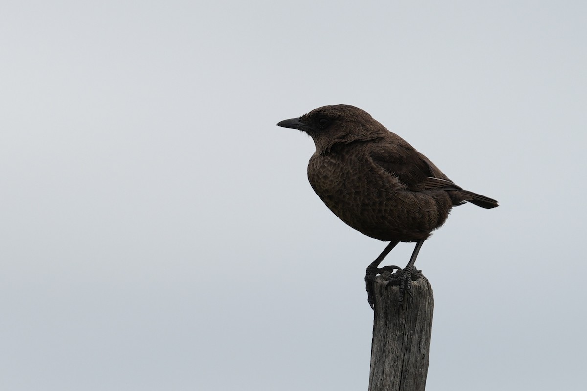 Southern Anteater-Chat - ML646916340