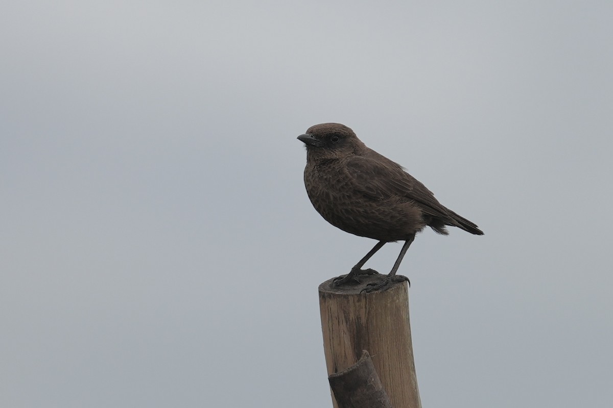 Southern Anteater-Chat - ML646916342