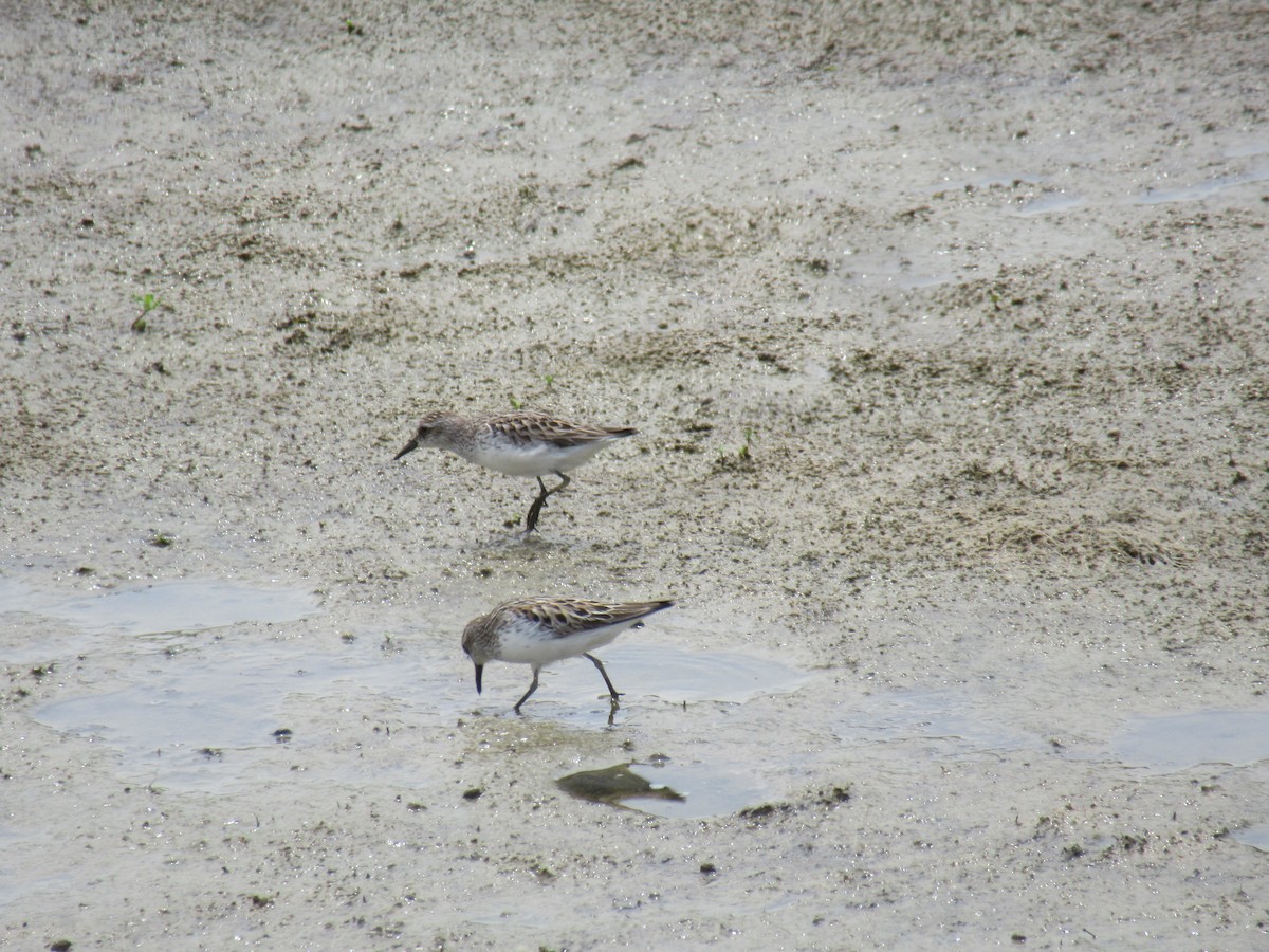 Semipalmated Sandpiper - ML646916345