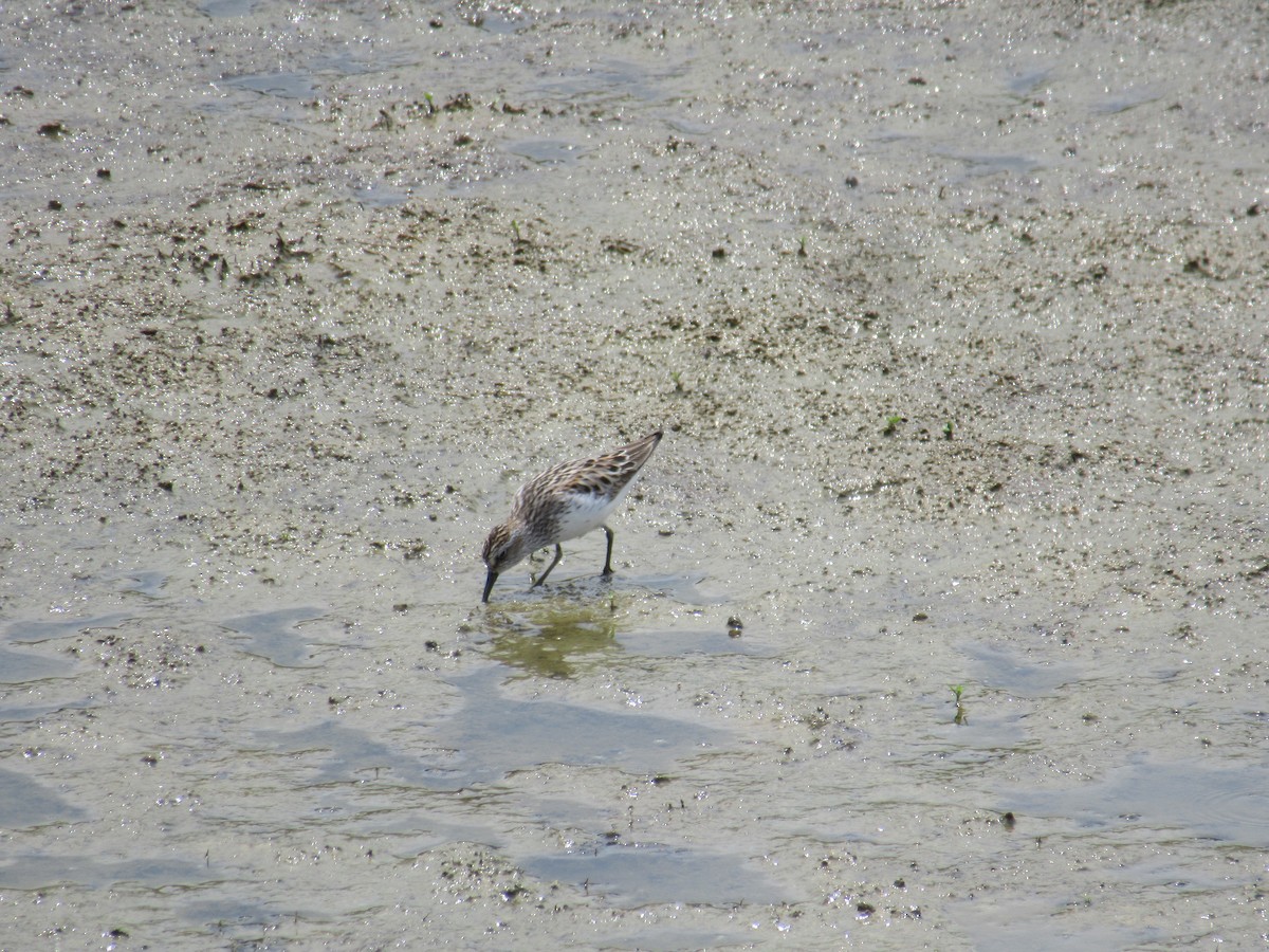 Semipalmated Sandpiper - ML646916346