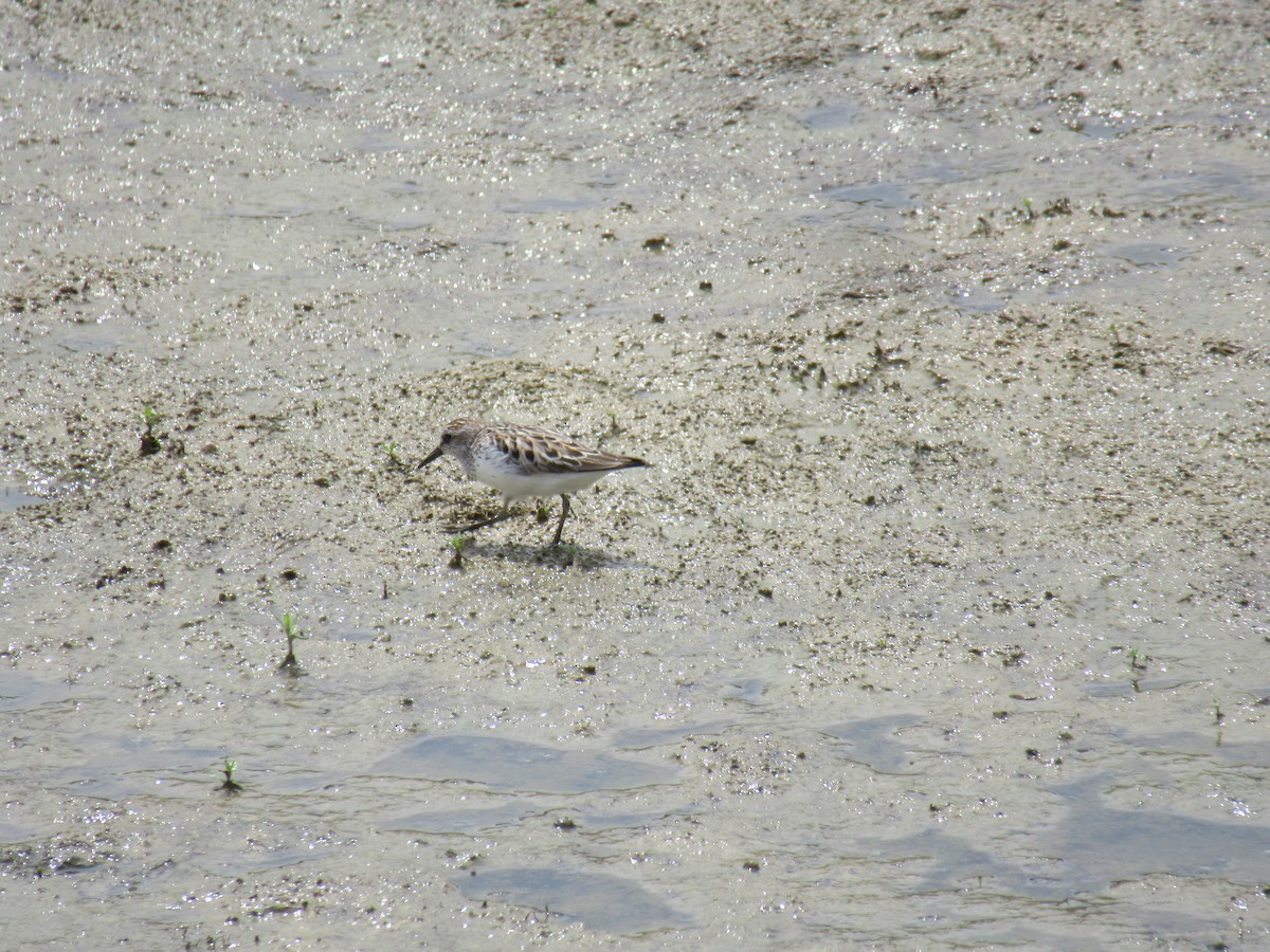 Semipalmated Sandpiper - ML646916347