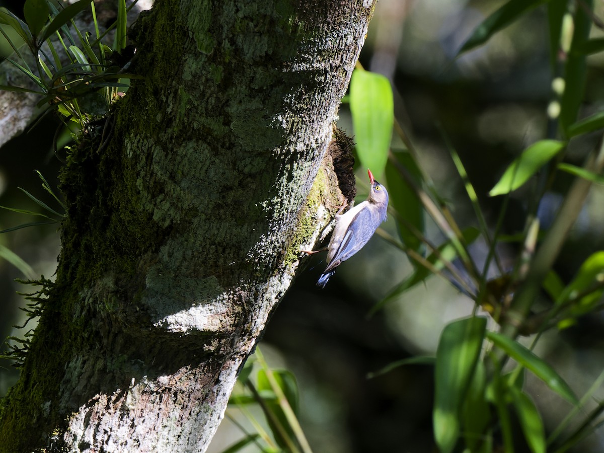 Velvet-fronted Nuthatch - ML646916348