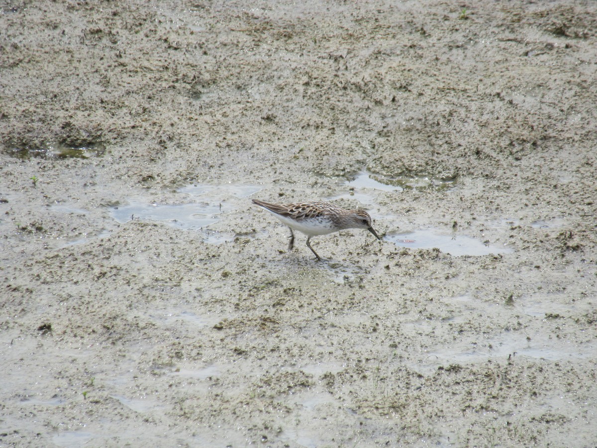 Semipalmated Sandpiper - ML646916349
