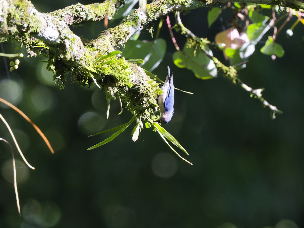 Velvet-fronted Nuthatch - ML646916350