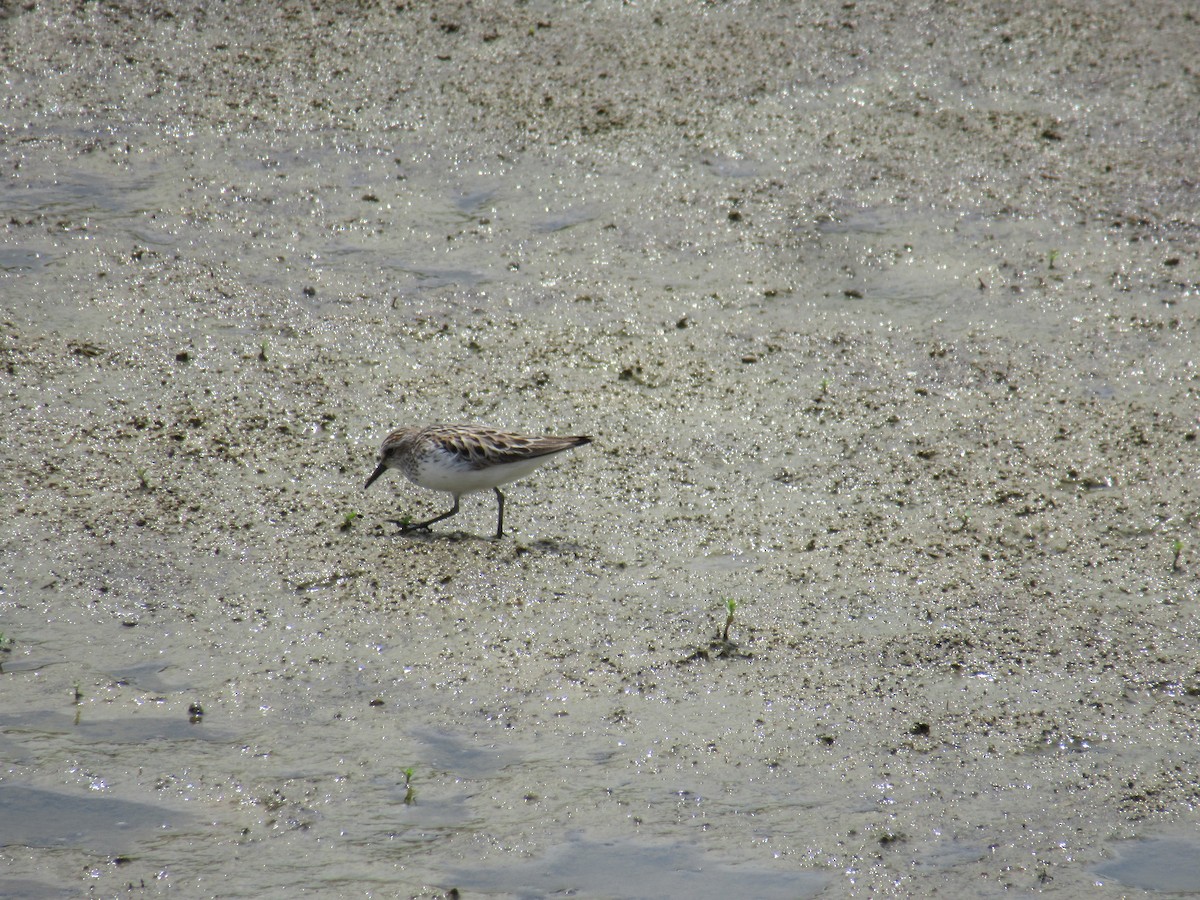 Semipalmated Sandpiper - ML646916351