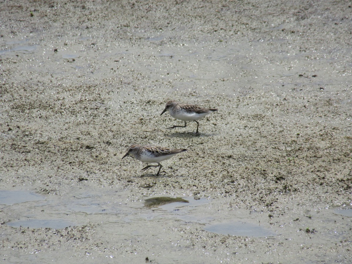 Semipalmated Sandpiper - ML646916352