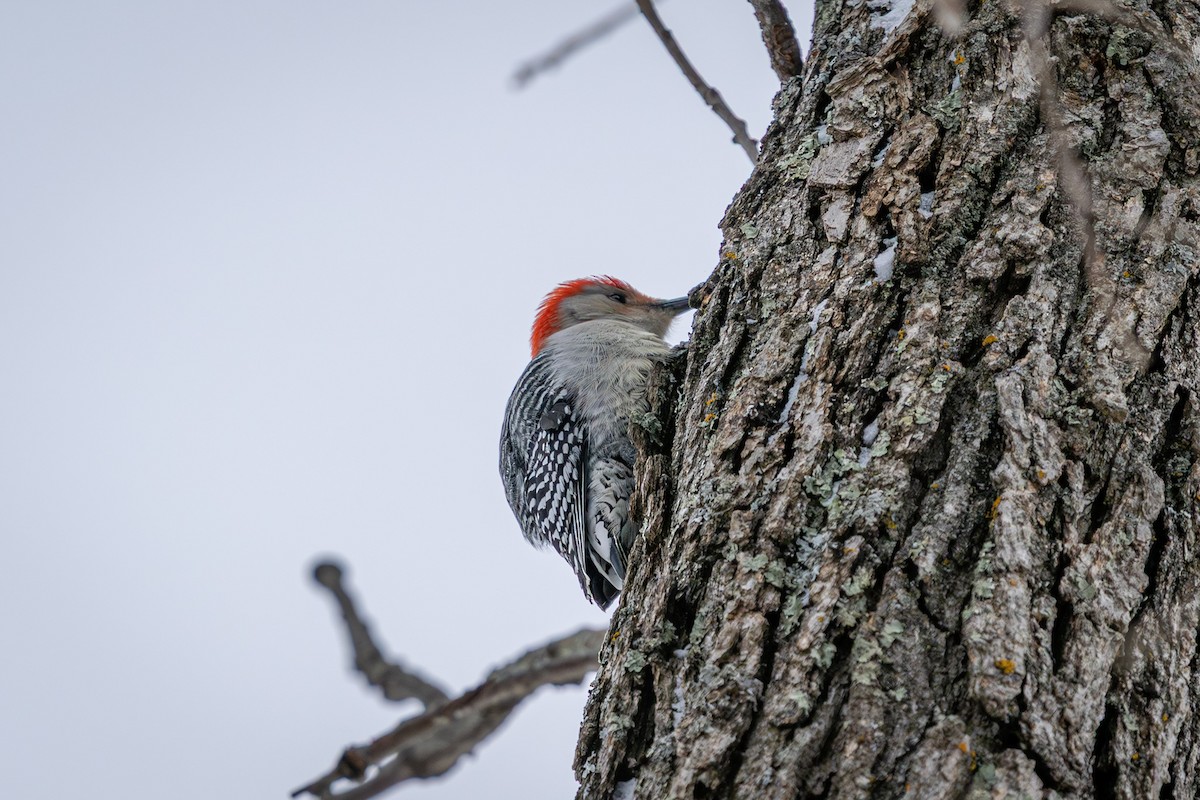 Red-bellied Woodpecker - ML646916353