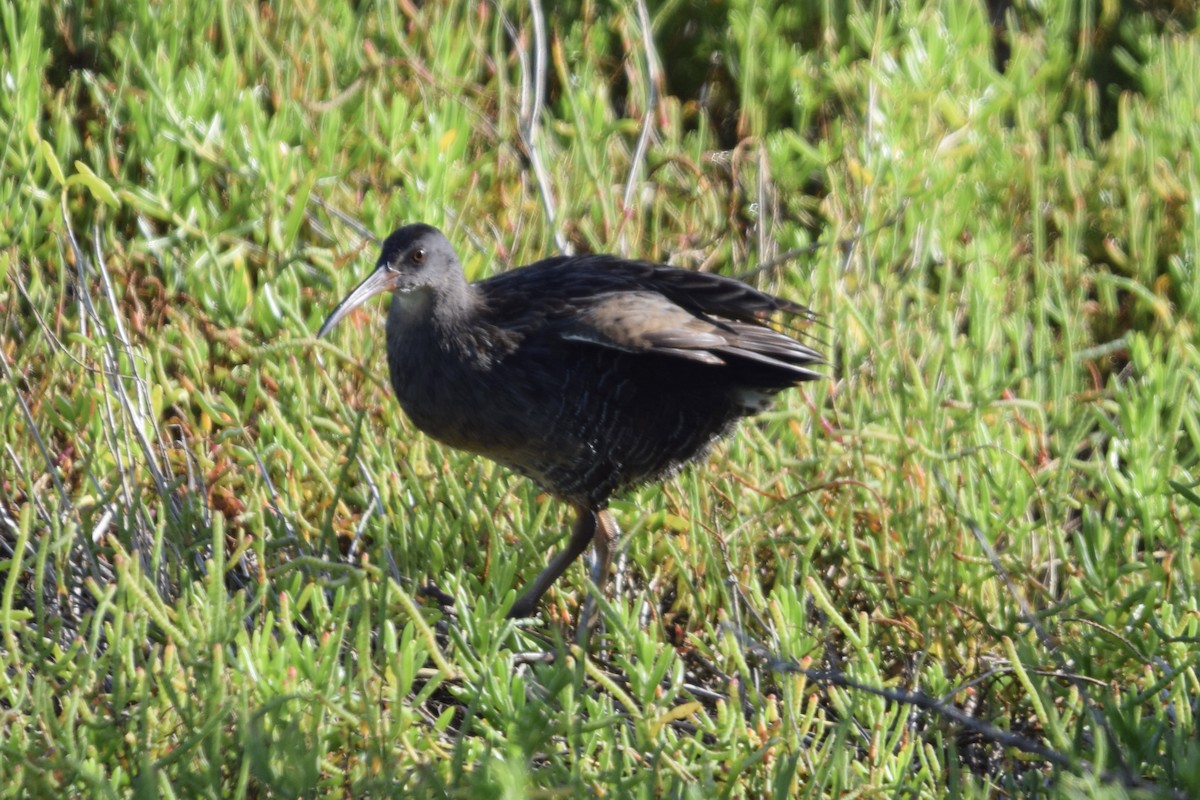Clapper Rail - ML646916354