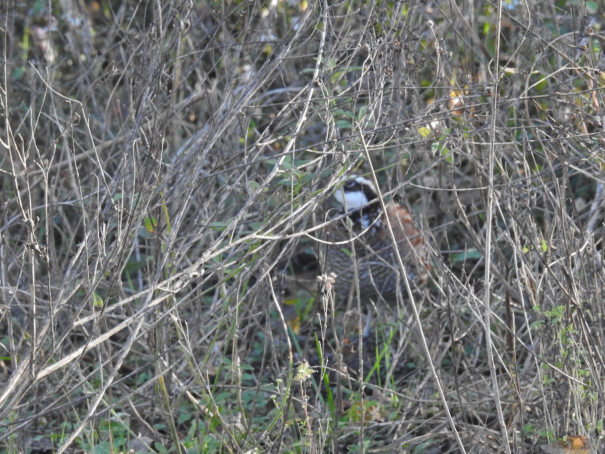 Northern Bobwhite - ML646916357