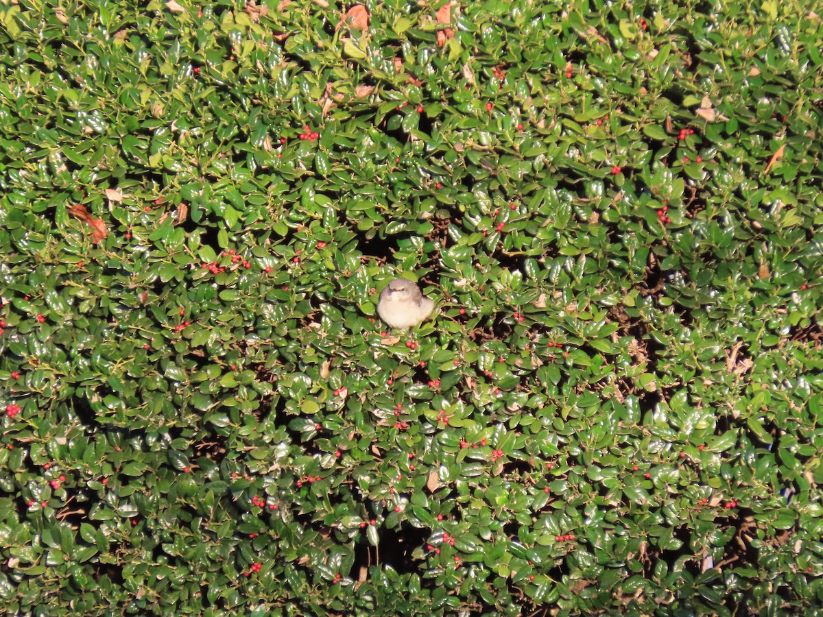 Northern Mockingbird - ML646916358