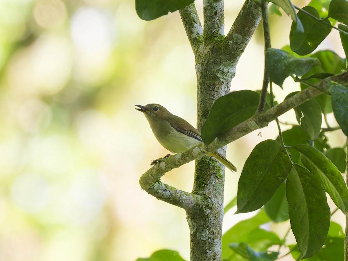 Fulvous-chested Jungle Flycatcher - ML646916359