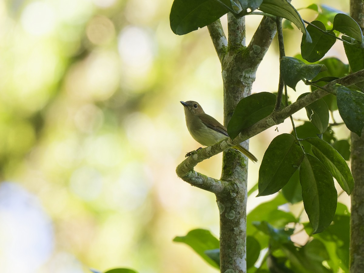 Fulvous-chested Jungle Flycatcher - ML646916360
