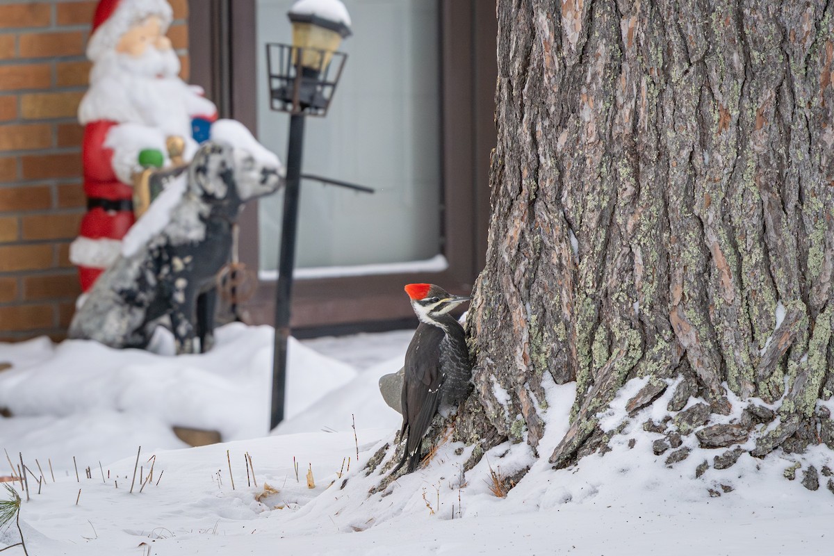 Pileated Woodpecker - ML646916361