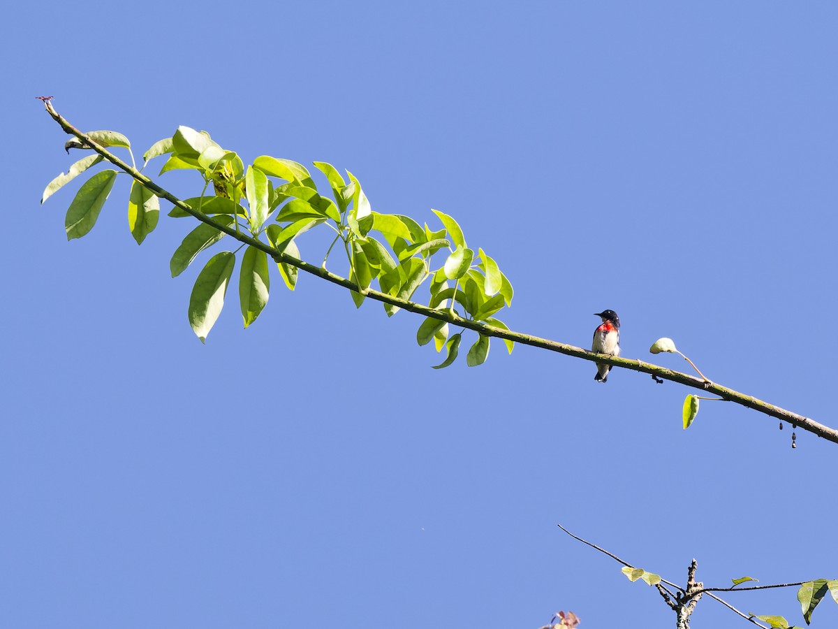 Javan Flowerpecker - ML646916362