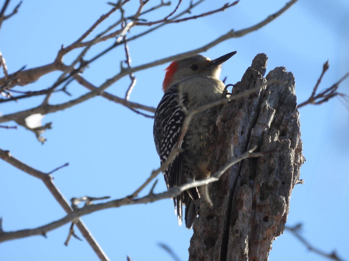 Red-bellied Woodpecker - ML646916363