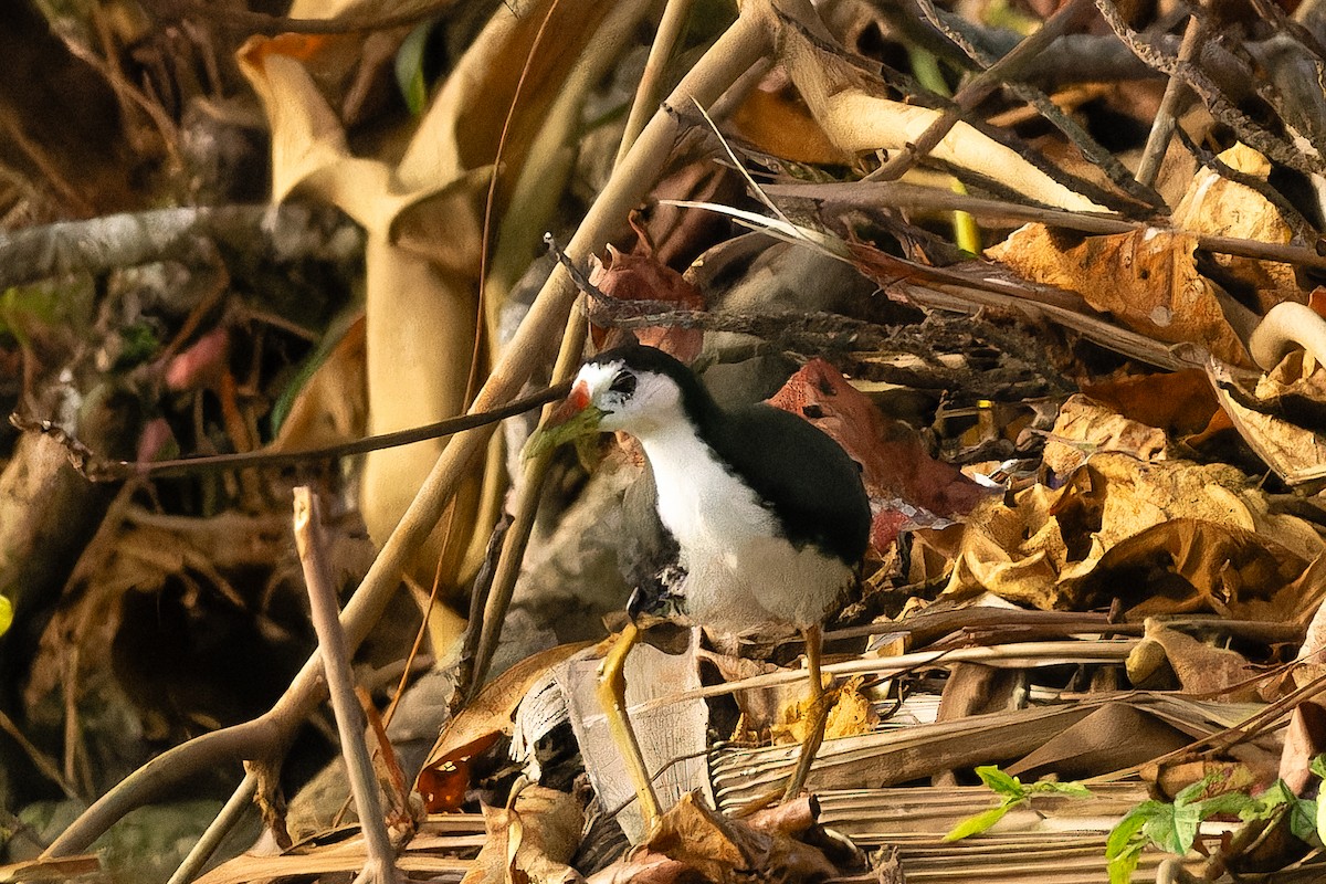 hvitbrystrikse - ML646916364