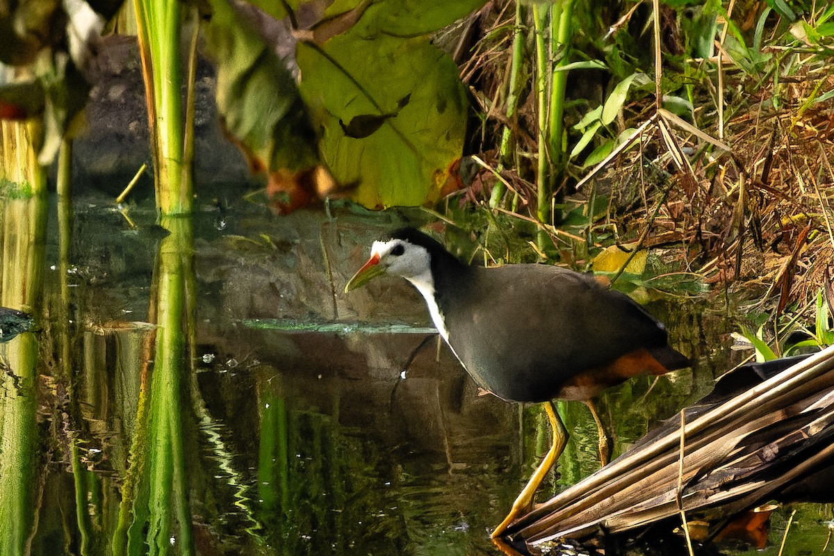 hvitbrystrikse - ML646916365