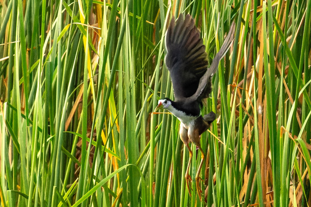 hvitbrystrikse - ML646916366