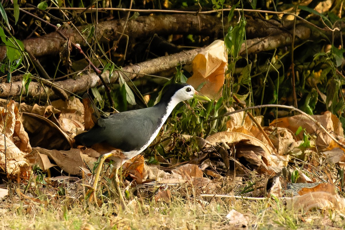 hvitbrystrikse - ML646916367