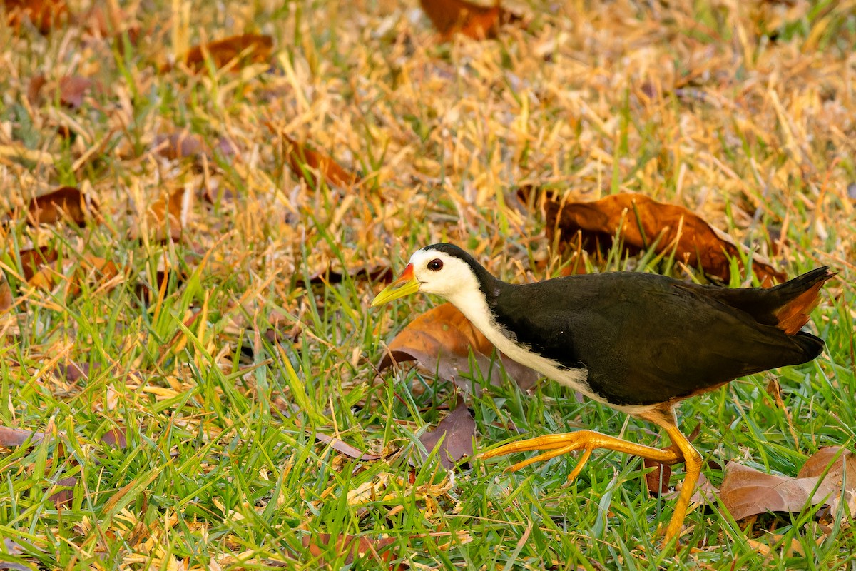 hvitbrystrikse - ML646916368