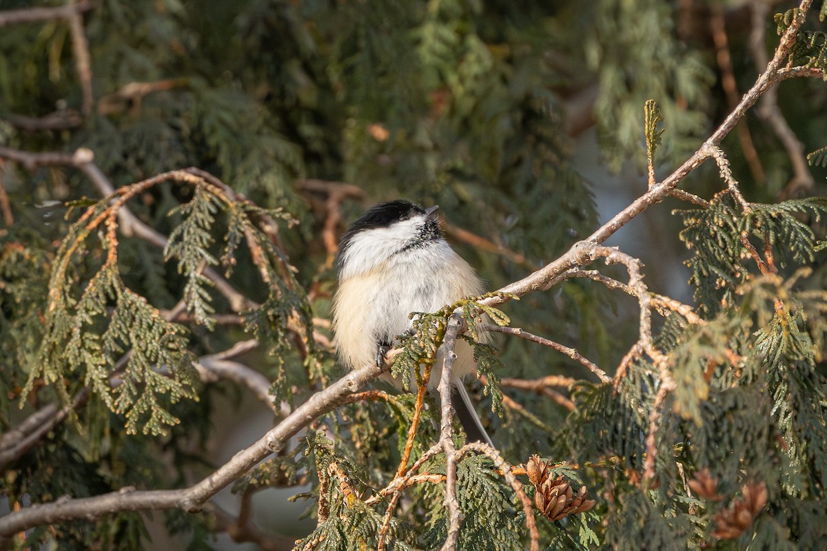 Black-capped Chickadee - ML646916369
