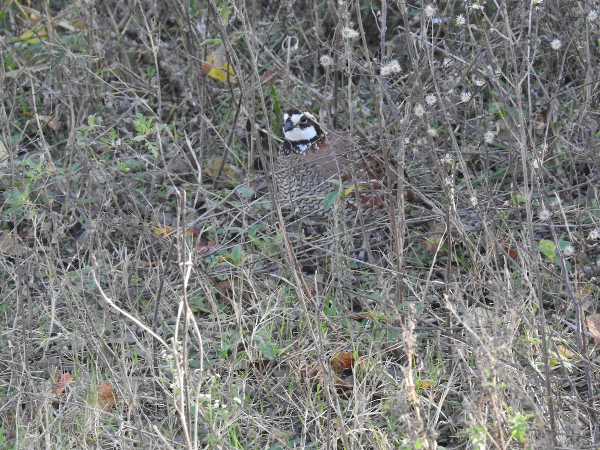 Northern Bobwhite - ML646916370