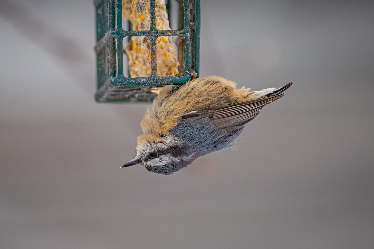 Red-breasted Nuthatch - ML646916372