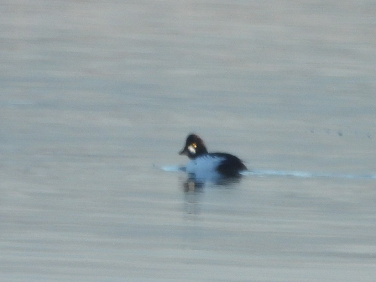 Common Goldeneye - ML646916373