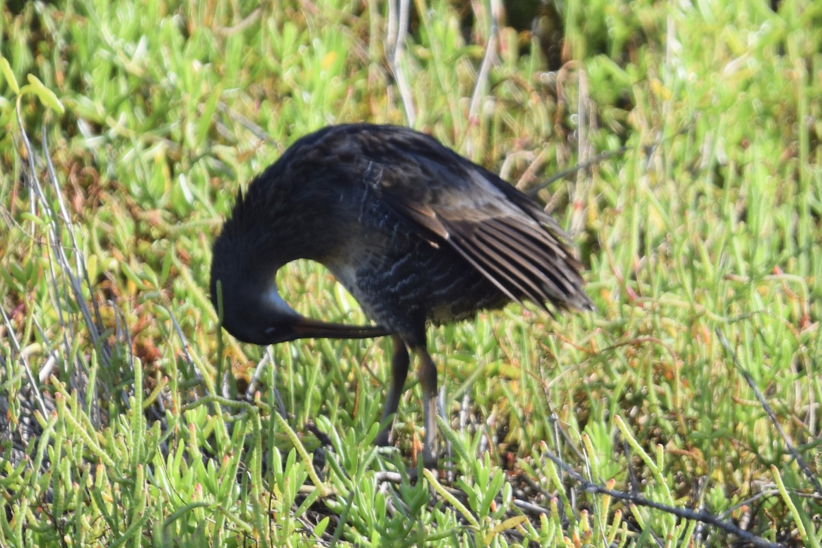 Clapper Rail - ML646916374
