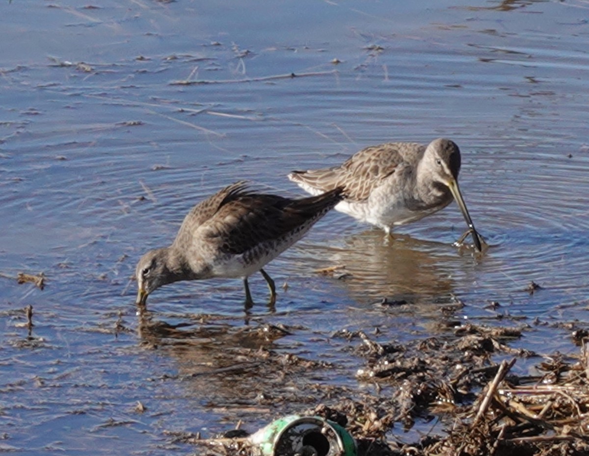 Long-billed Dowitcher - ML646916377